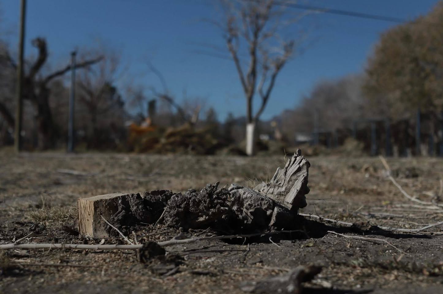 Denuncian tala de árboles en el Parque Central - Juárez Digital